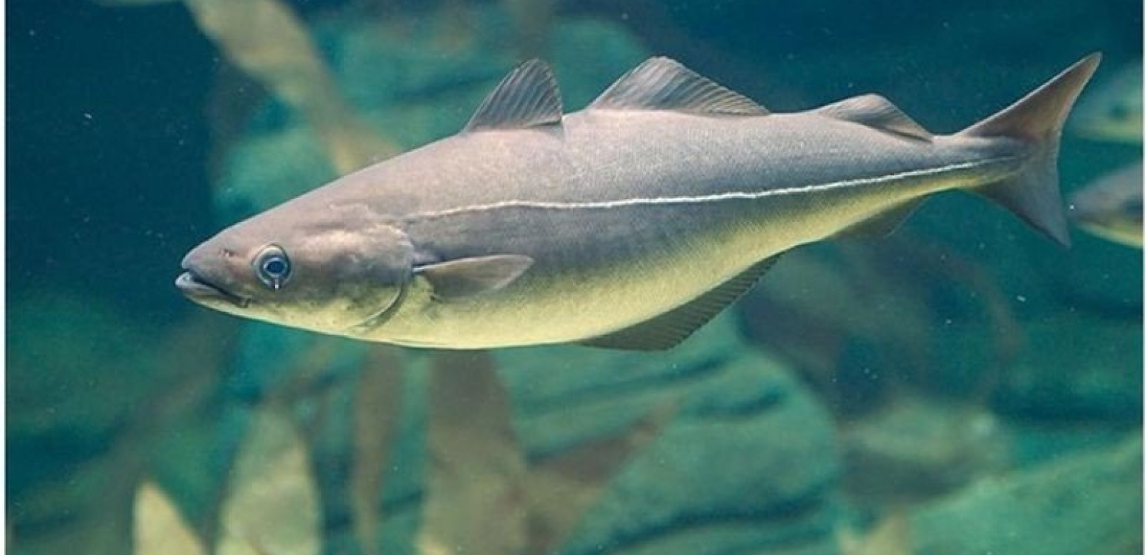 Πλούσιος σε μπακαλιάρο και τόνο ο Τορωναίος Κόλπος στη Χαλκιδική - Ο ξιφίας «κινδυνεύει»