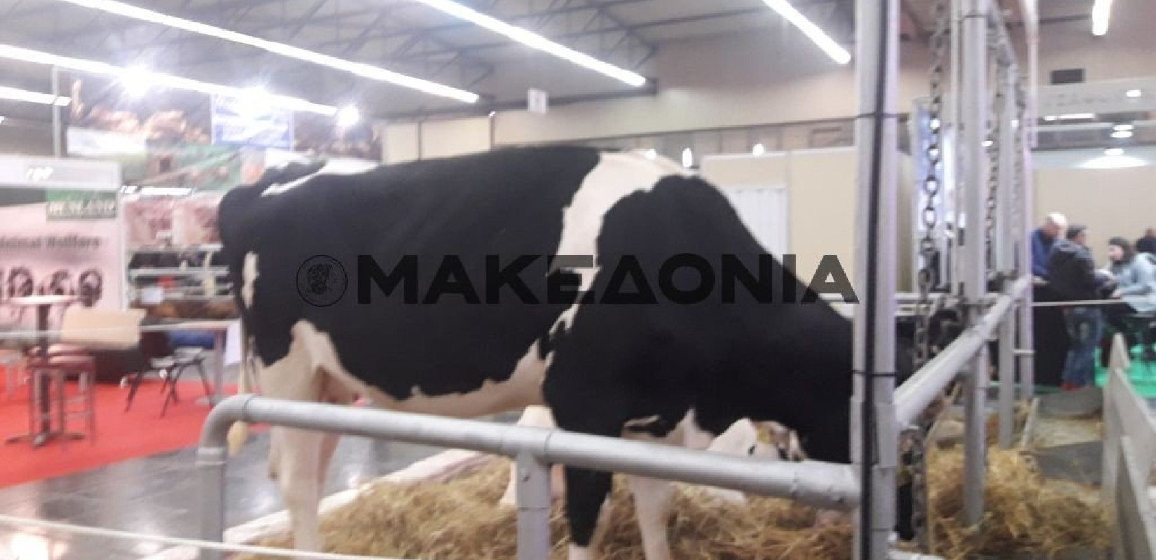 Παράλληλες εκδηλώσεις, πρόβατα και άλογα στην 11η Zootechnia (φωτογραφίες)