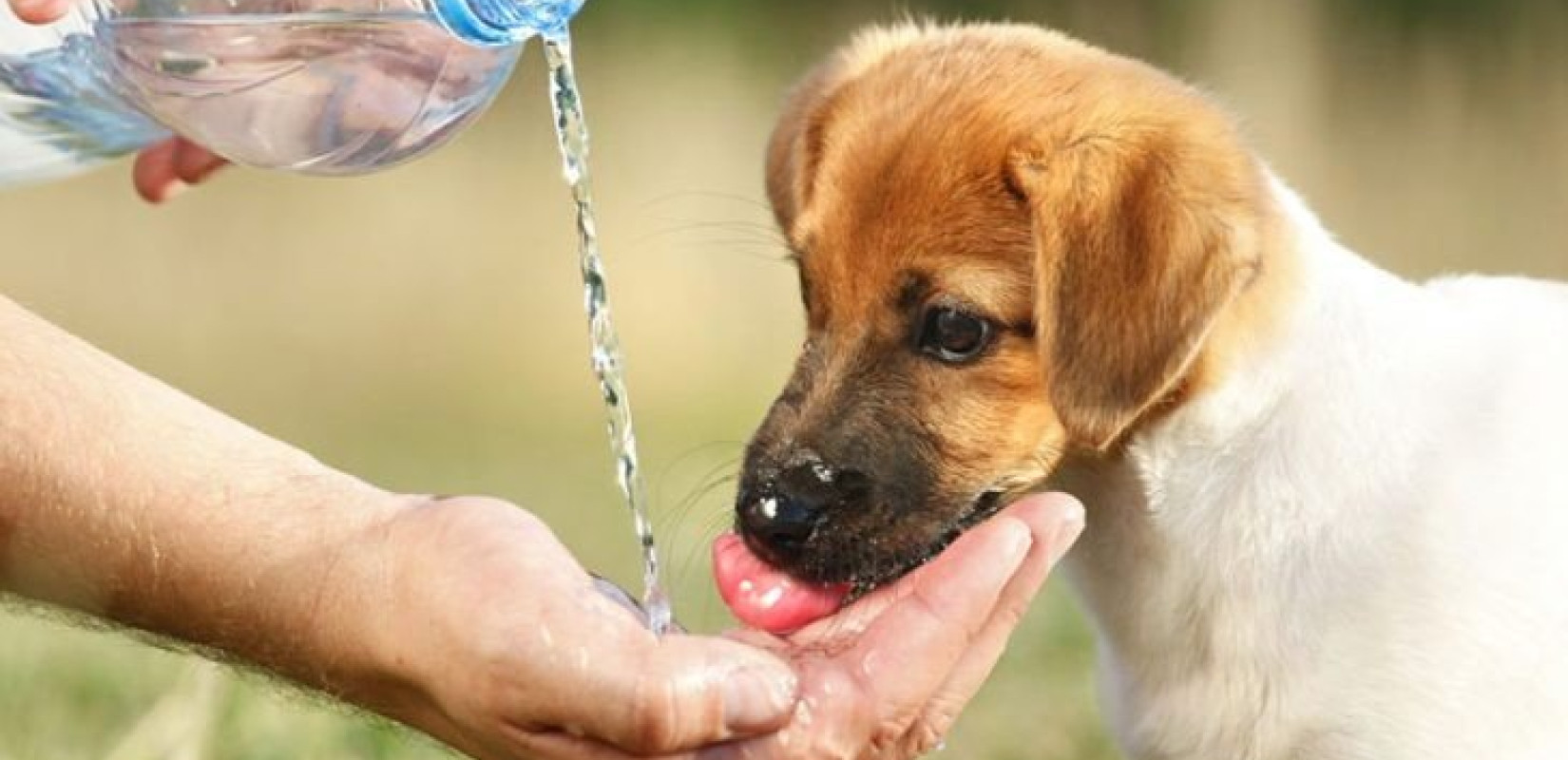 Έκκληση από τον Δήμο Πυλαίας-Χορτιάτη για νερό στα αδέσποτα τις ημέρες του καύσωνα