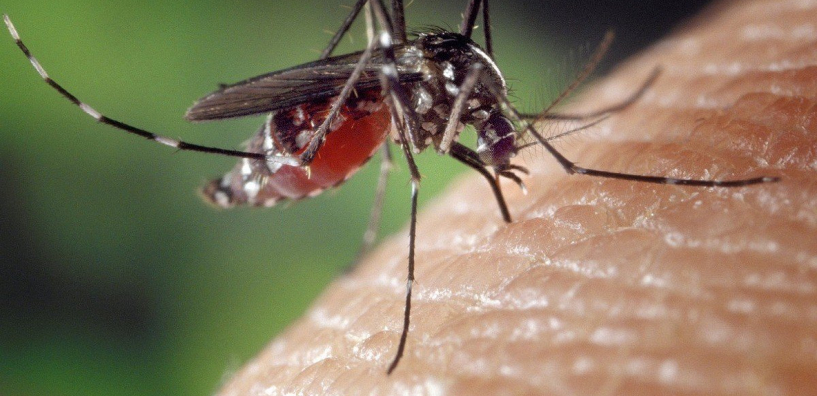 Άρτα: Θετική στον ιό του Δυτικού Νείλου μια 88χρονη