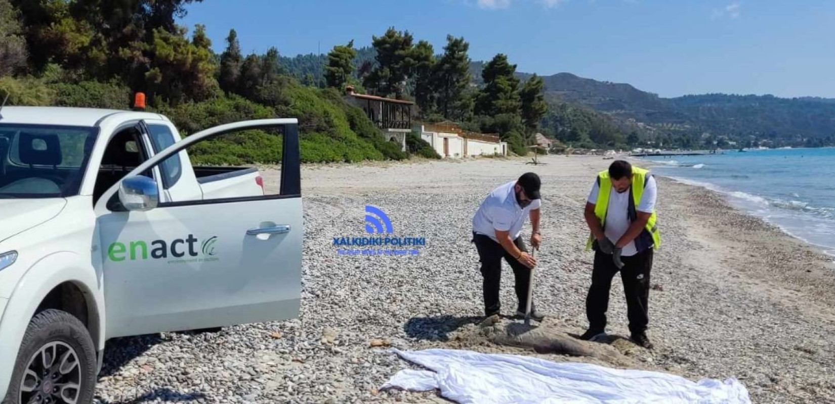 Κασσάνδρα: Επιχείρηση απομάκρυνσης νεκρού δελφινιού