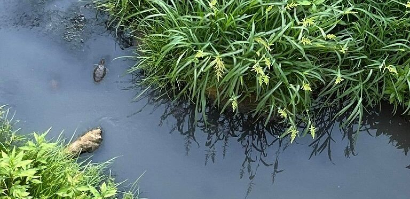 Χαλκιδική: Καταγγελία για λύματα στον ποταμό της Συκιάς