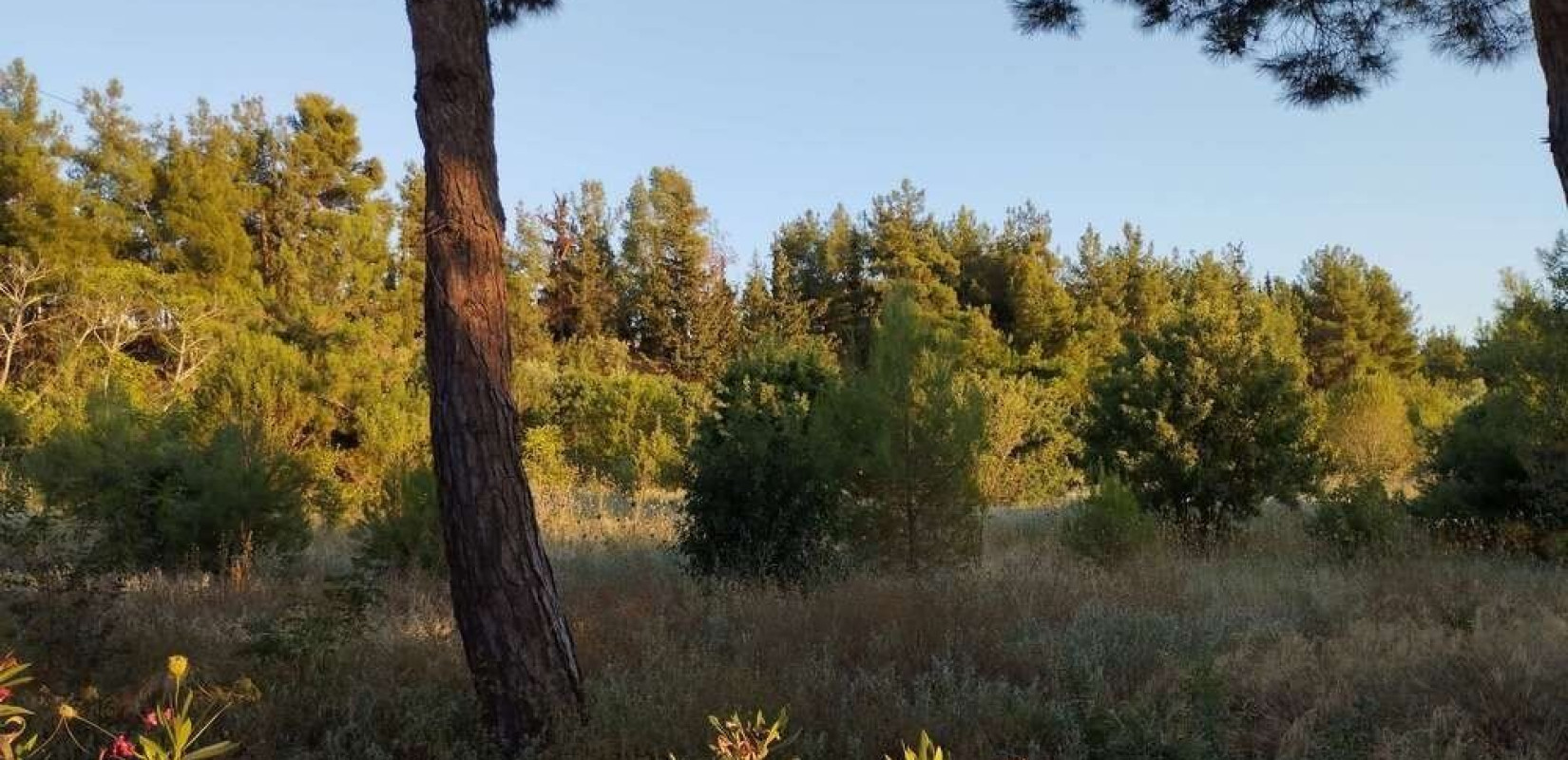 Θεσσαλονίκη: Να σωθούν τα δέντρα στα Τροχιοδρομικά, ζητά η παράταξη Τρεμόπουλου