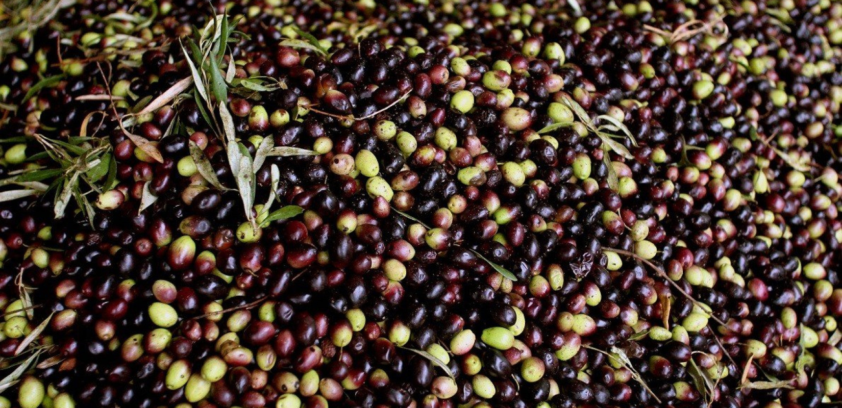 Λάρισα: Έκλεψαν τόνους ελιών από ελαιώνα στην Αγιά - Συμμορία με αγροτικά ρημάζει τους ελαιώνες