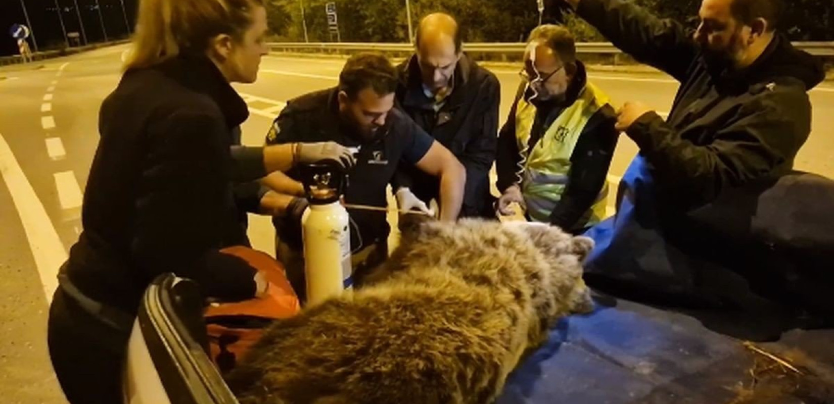 Κοζάνη: Ολονύχτια επιχείρηση για τη διάσωση αρκούδας - Τη χτύπησε αυτοκίνητο (βίντεο)