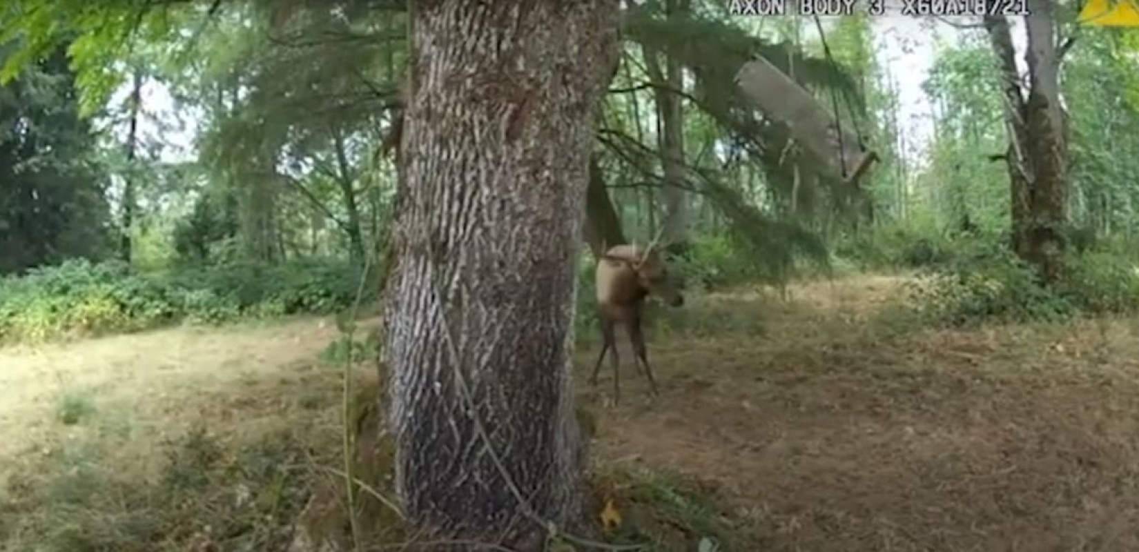 Αστυνομικός απελευθερώνει ελάφι και παραλίγο να χάσει τη ζωή του - Δείτε το βίντεο