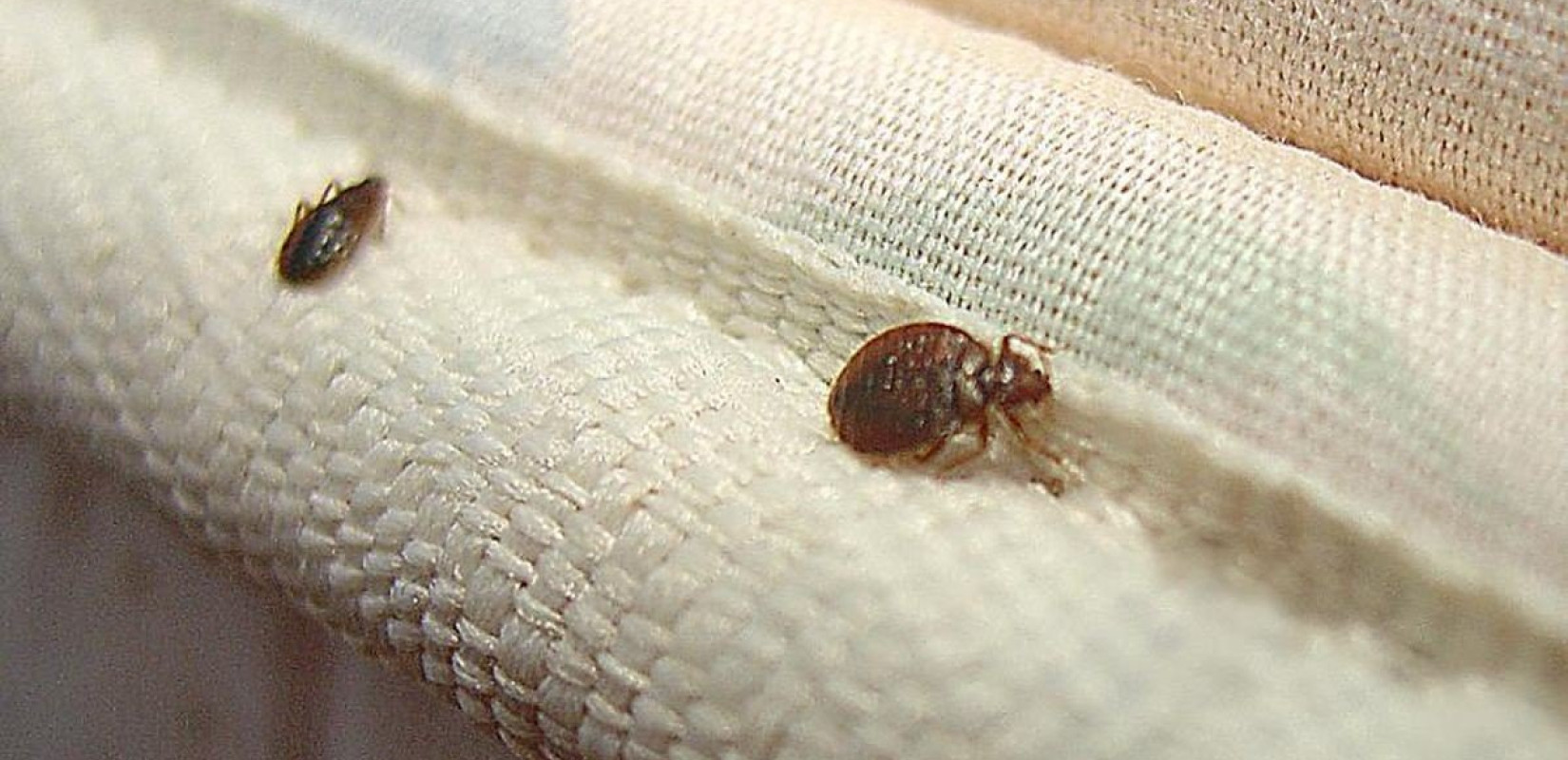 Ανθεκτικοί στα εντομοκτόνα οι κοριοί στην Ελλάδα