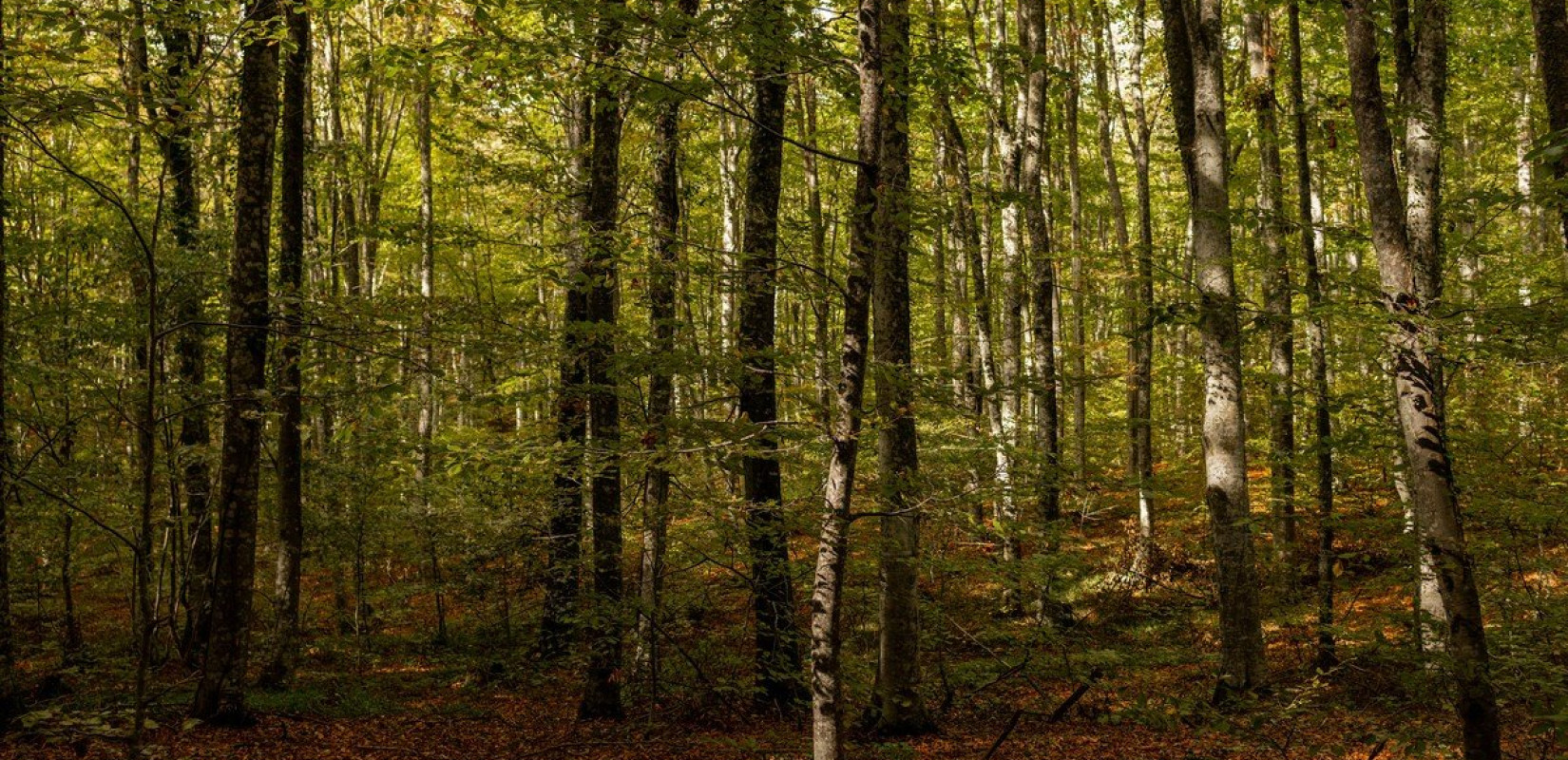 Ορεινή Χαλκιδική: Το δάσος των «παράλληλων γραμμών» της οξιάς και η παραγωγική «Μεγάλη Παναγία»