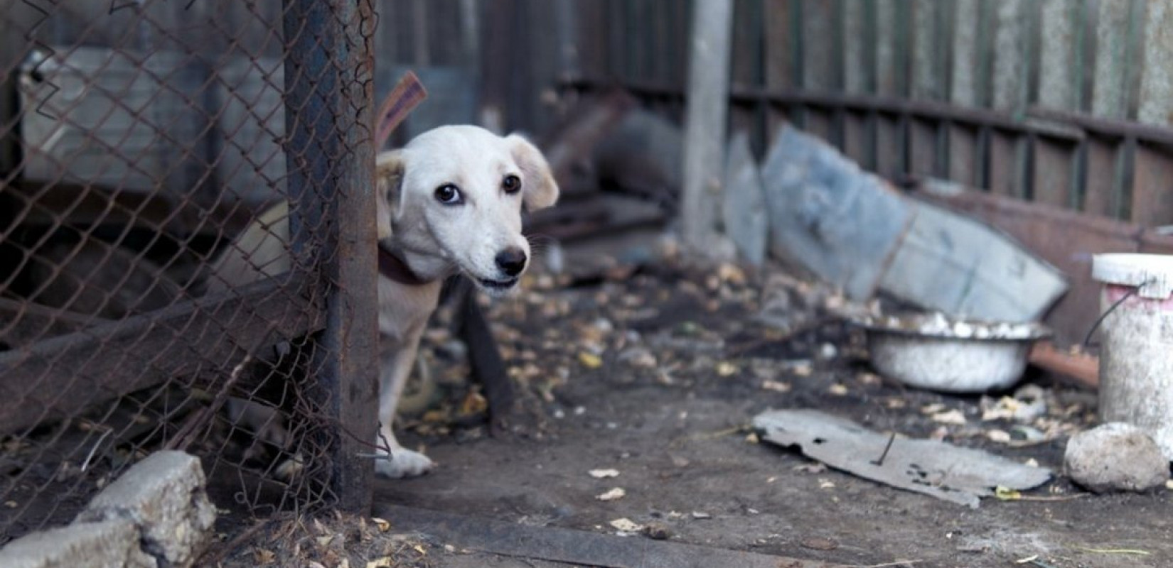 Κακοποίηση ζώων: Σκιαγραφώντας το προφίλ των κακοποιητών - Η διαδικασία καταγγελίας