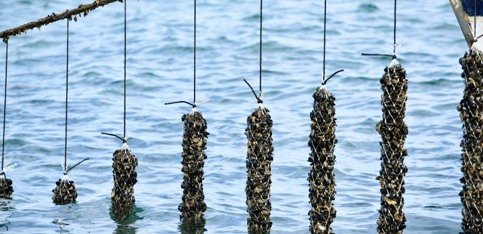 Θεσσαλονίκη: Νέες προοπτικές για τα μύδια του Θερμαϊκού