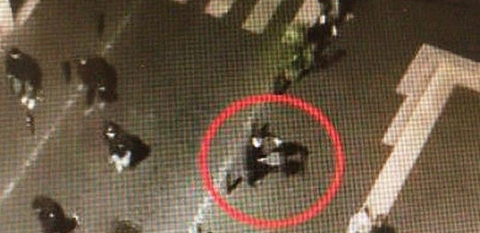 Ξύλο και μαχαιρώματα στη Ρώμη πριν από το Λάτσιο - Σεβίλλη (video)