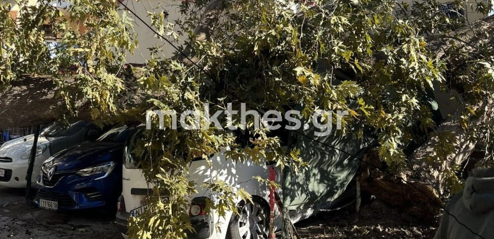 Θεσσαλονίκη: Έπεσε πλάτανος στην Άνω Πόλη - Από τύχη δεν υπήρξαν θύματα (φωτ.)