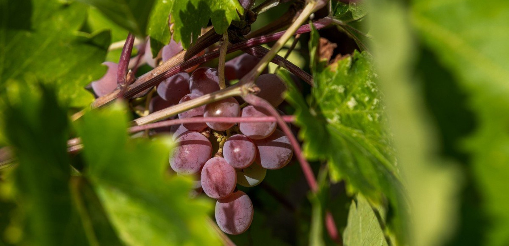Οι συνέπειες της κλιματικής κρίσης στην καλλιέργεια Crimson