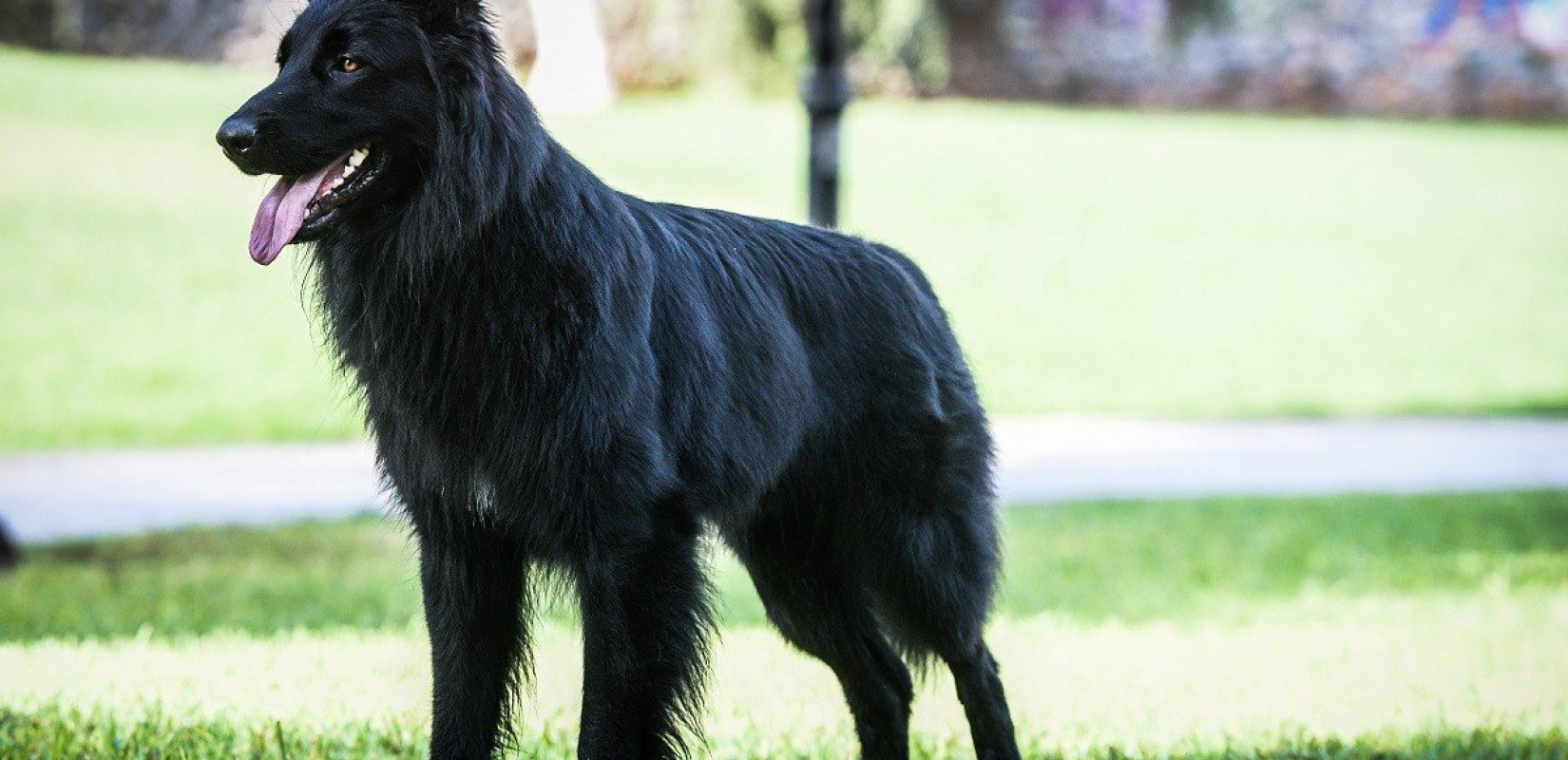 Βόλος: Aγέλη σκύλων επιτέθηκε και δάγκωσε 5χρονο