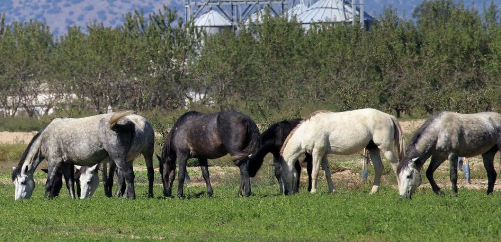 Δέλτα Έβρου: Συντονισμένη κινητοποίηση για τη διάσωση των άγριων αλόγων