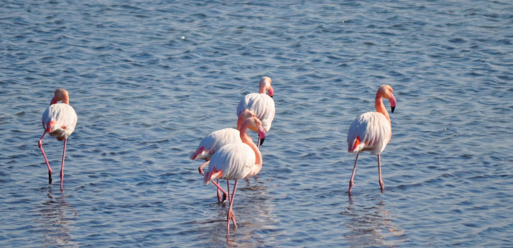 Γαλλία: Εταιρεία κινηματογραφικών παραγωγών κατέστρεψε τις φωλιές και τα αυγά ροζ φλαμίνγκο