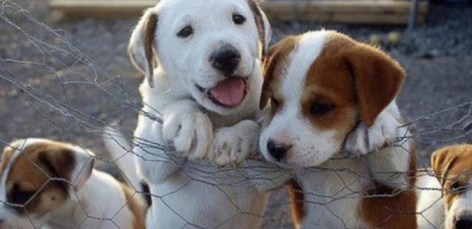 Ημερίδα για τα αδέσποτα στο Δήμο Δέλτα