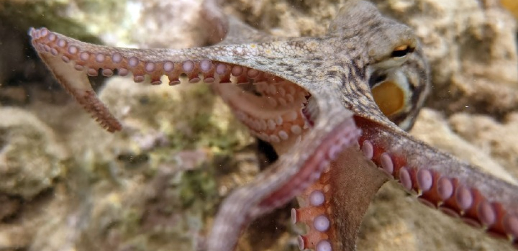 Θεσσαλονίκη: Η εκτροφή χταποδιού στο επίκεντρο ερευνών του Ενωσιακού Κέντρου αναφοράς για την προστασία των υδρόβιων οργανισμών