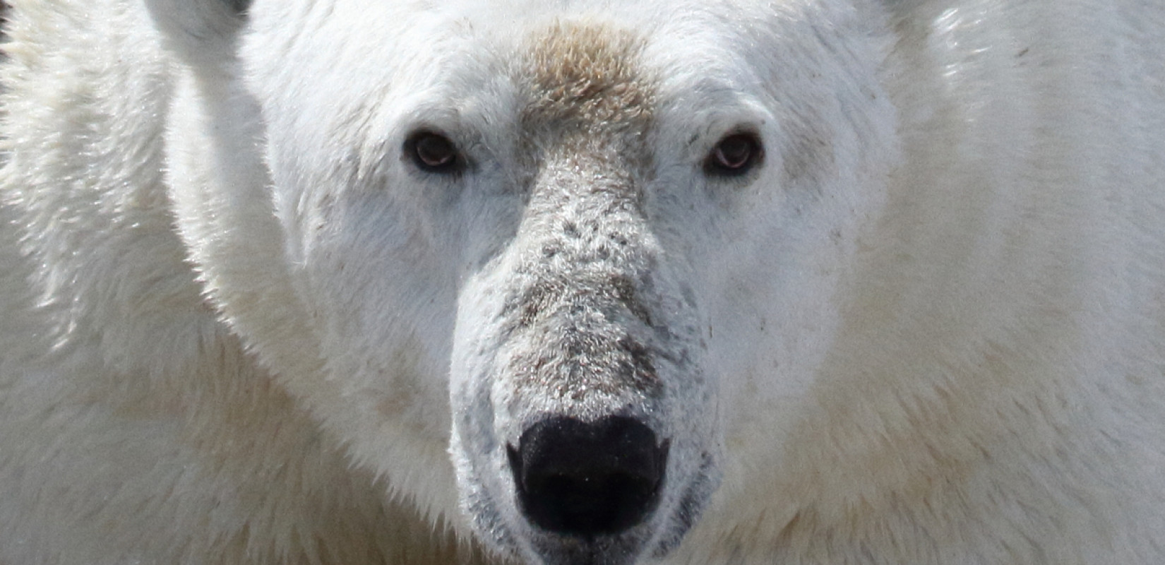 Μελέτη: Τα ζώα της Ανταρκτικής καίγονται από τον ήλιο