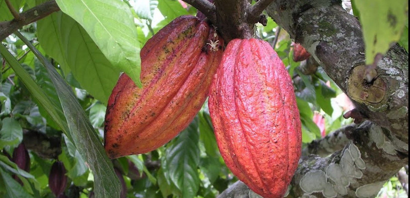 Ιστορικό ρεκόρ: Το κακάο έγινε πιο ακριβό από τον χαλκό