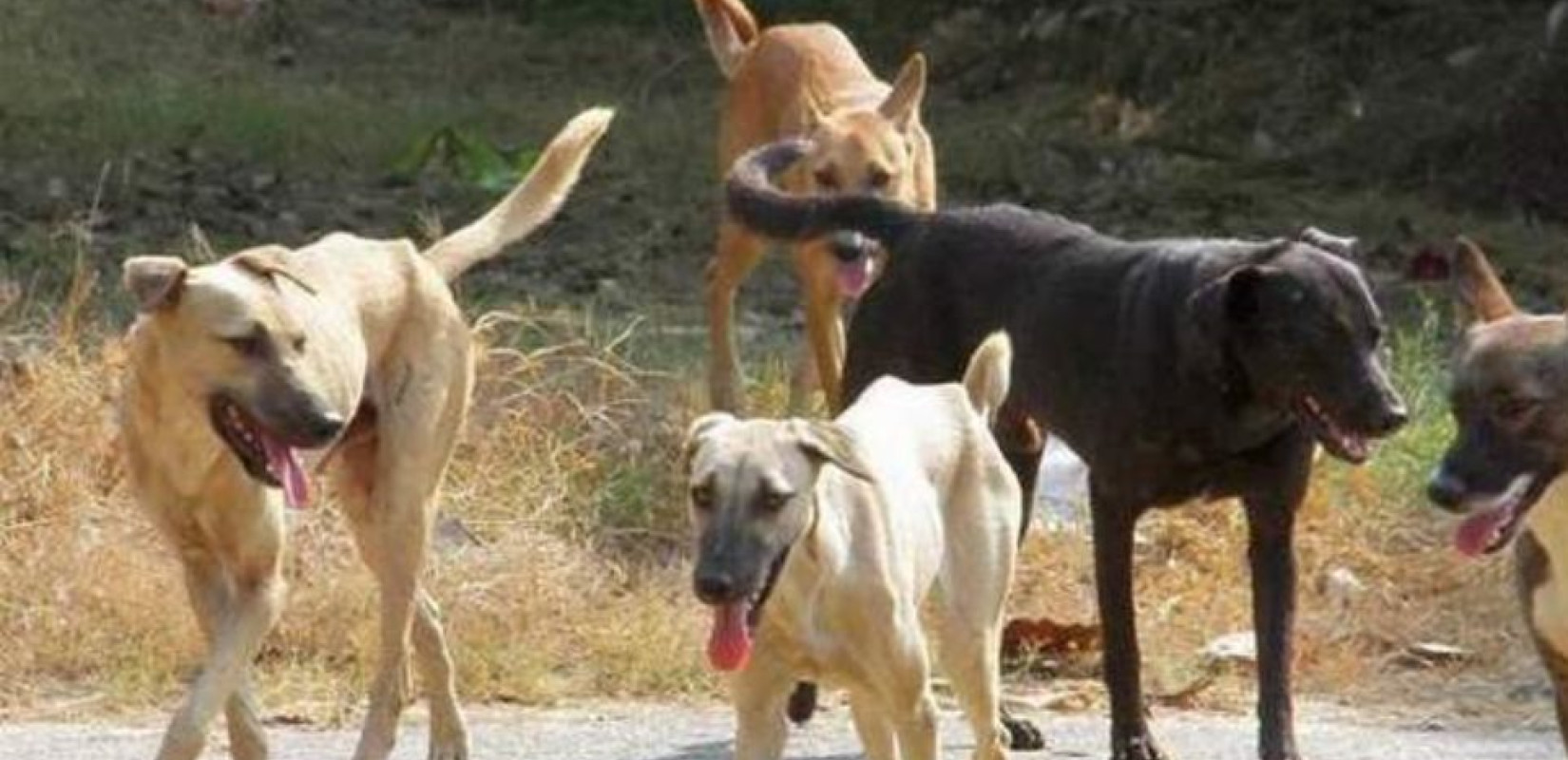 Θεσσαλονίκη: Ειδικό πρόγραμμα για την ορθή διαχείριση των αδέσποτων στο επιχειρηματικό πάρκο της Σίνδου