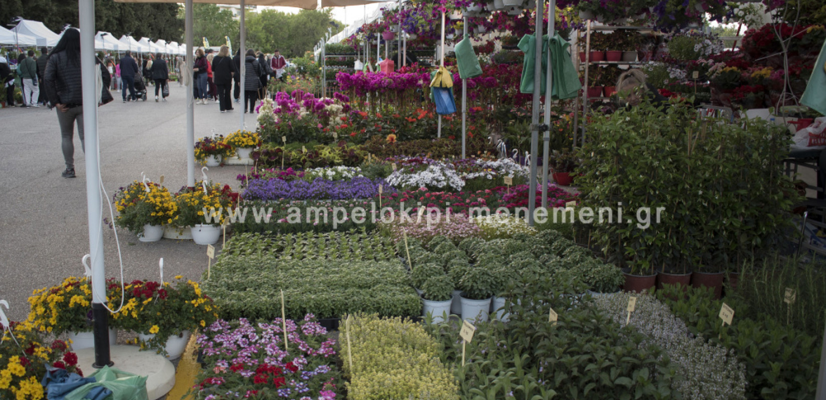 Ξεκίνησε η ανθοέκθεση του Δήμου Αμπελοκήπων - Μενεμένης (φωτ.)