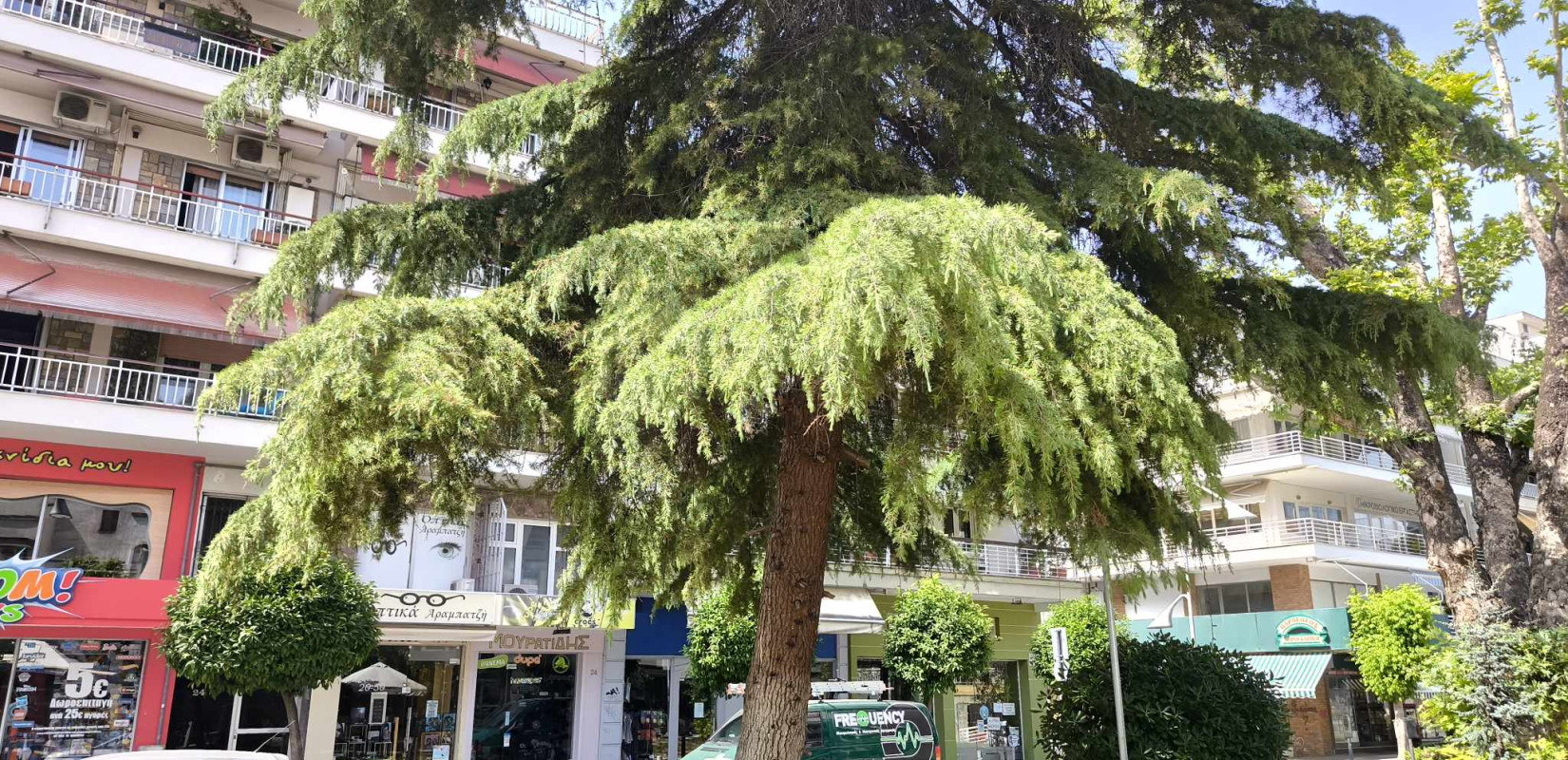 Ο Δήμος Καλαμαριάς επιλέγει τον… τρόπο της φύσης και αλλάζει τη διαδικασία και τον χρόνο των κλαδεύσεων στον αστικό ιστό