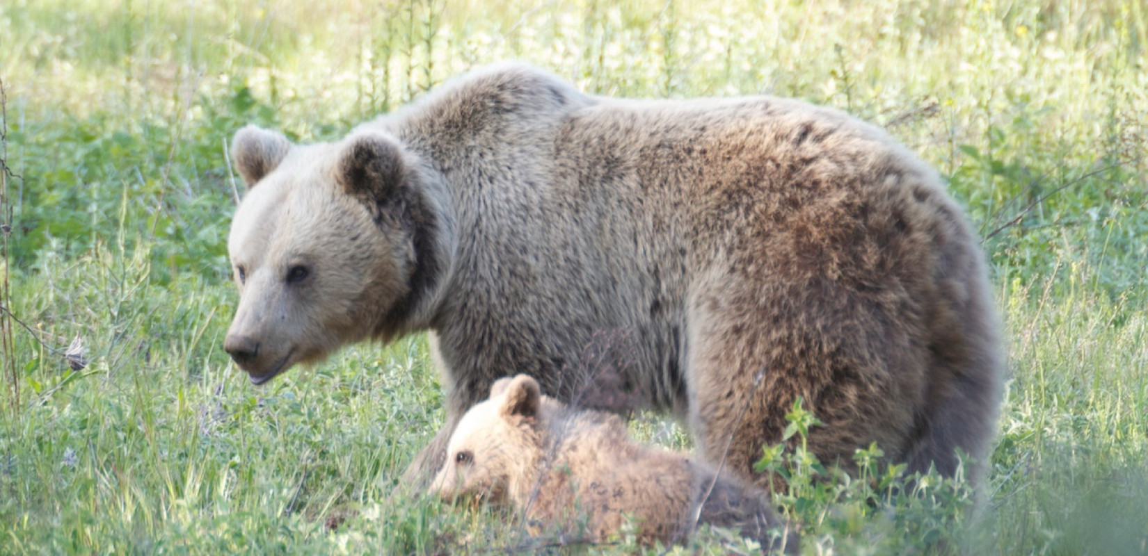 Eορδαία: Λύκοι και αρκούδες προκαλούν φόβο στους κατοίκους οικισμών