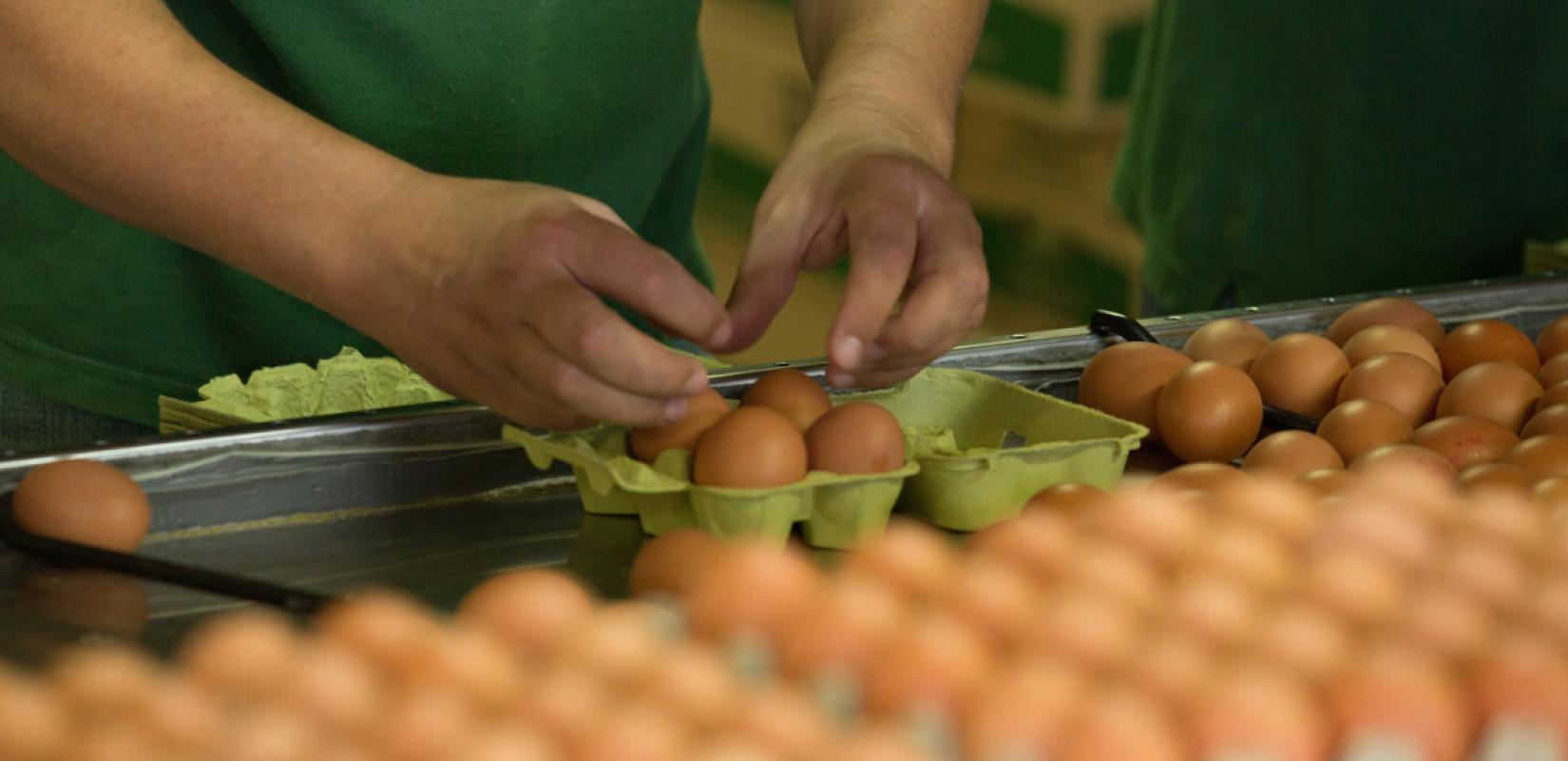 Θεσσαλονίκη: Διεθνές συμπόσιο πτηνοτροφίας, διοργανώνει το ΑCT