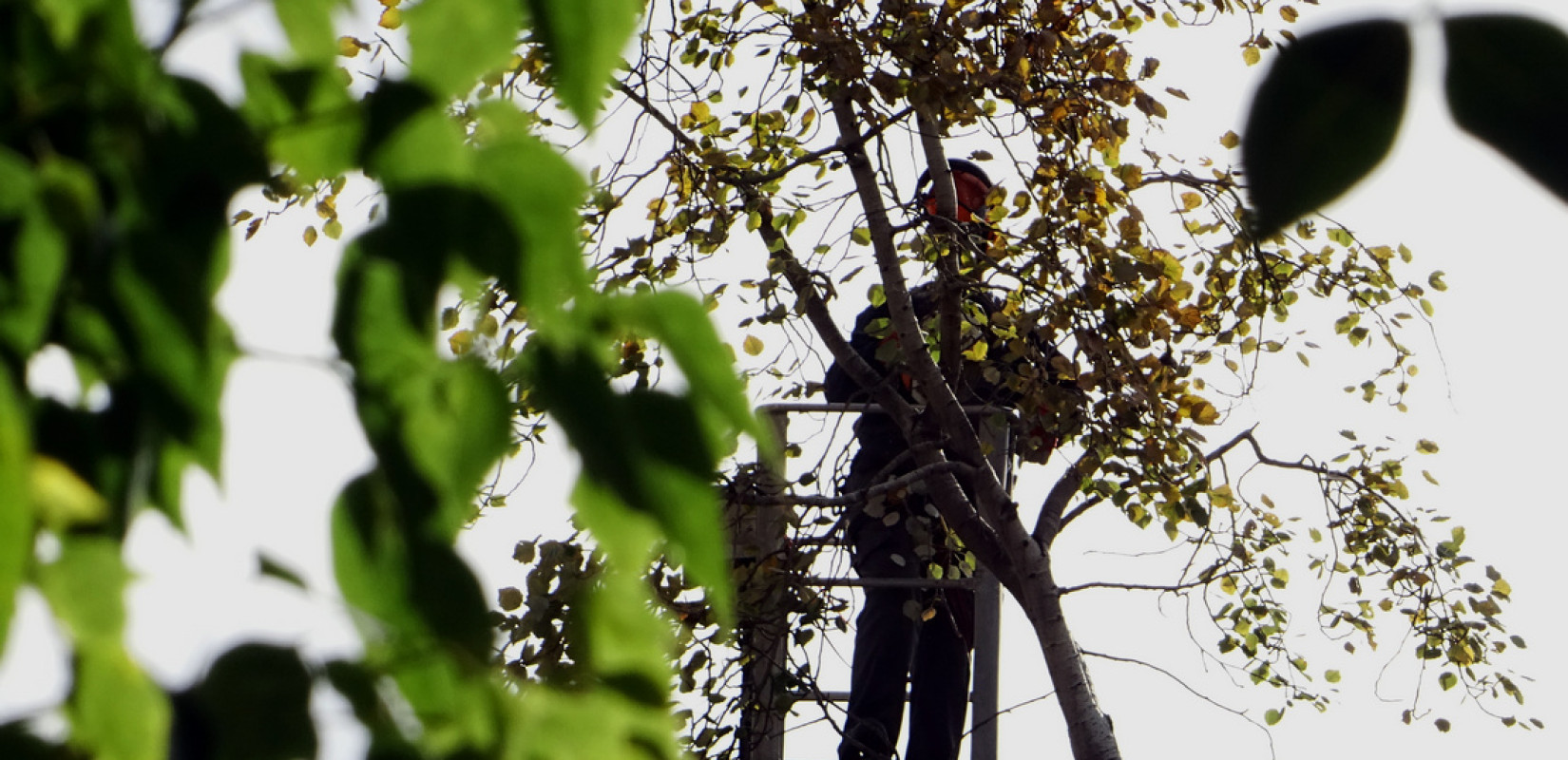 Θεσσαλονίκη: Πόσα τετραγωνικά πρασίνου αναλογούν σε κάθε κάτοικο της πόλης