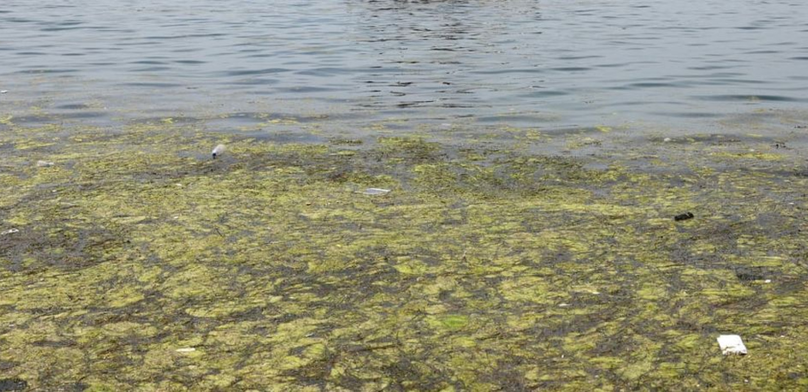 Θεσσαλονίκη: Το φυτοπλαγκτόν επέστρεψε και ο Θερμαϊκός... πρασίνισε (βίντεο)