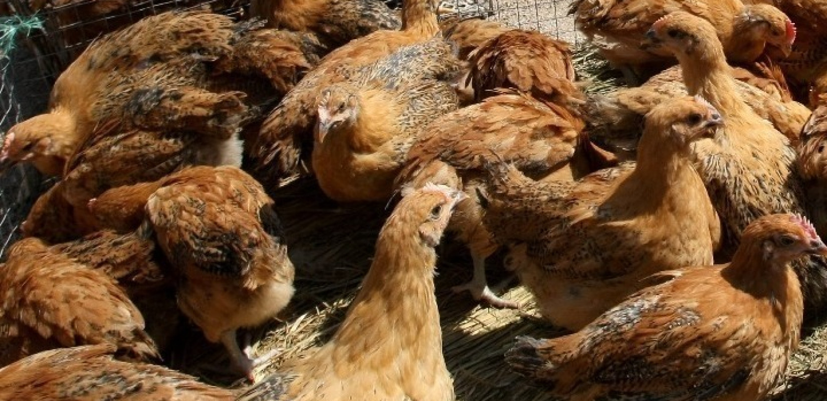 Αυξημένος ο κίνδυνος επανεμφάνισης γρίπης των πτηνών