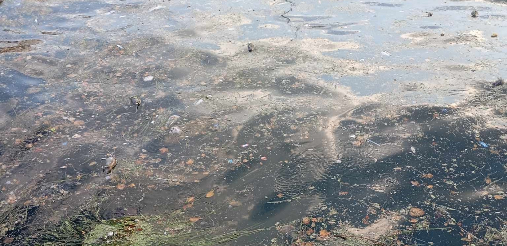 Θεσσαλονίκη: Δεκάδες νεκρά ποντίκια ξεβράστηκαν στον Θερμαϊκό μετά τη χθεσινή βροχή