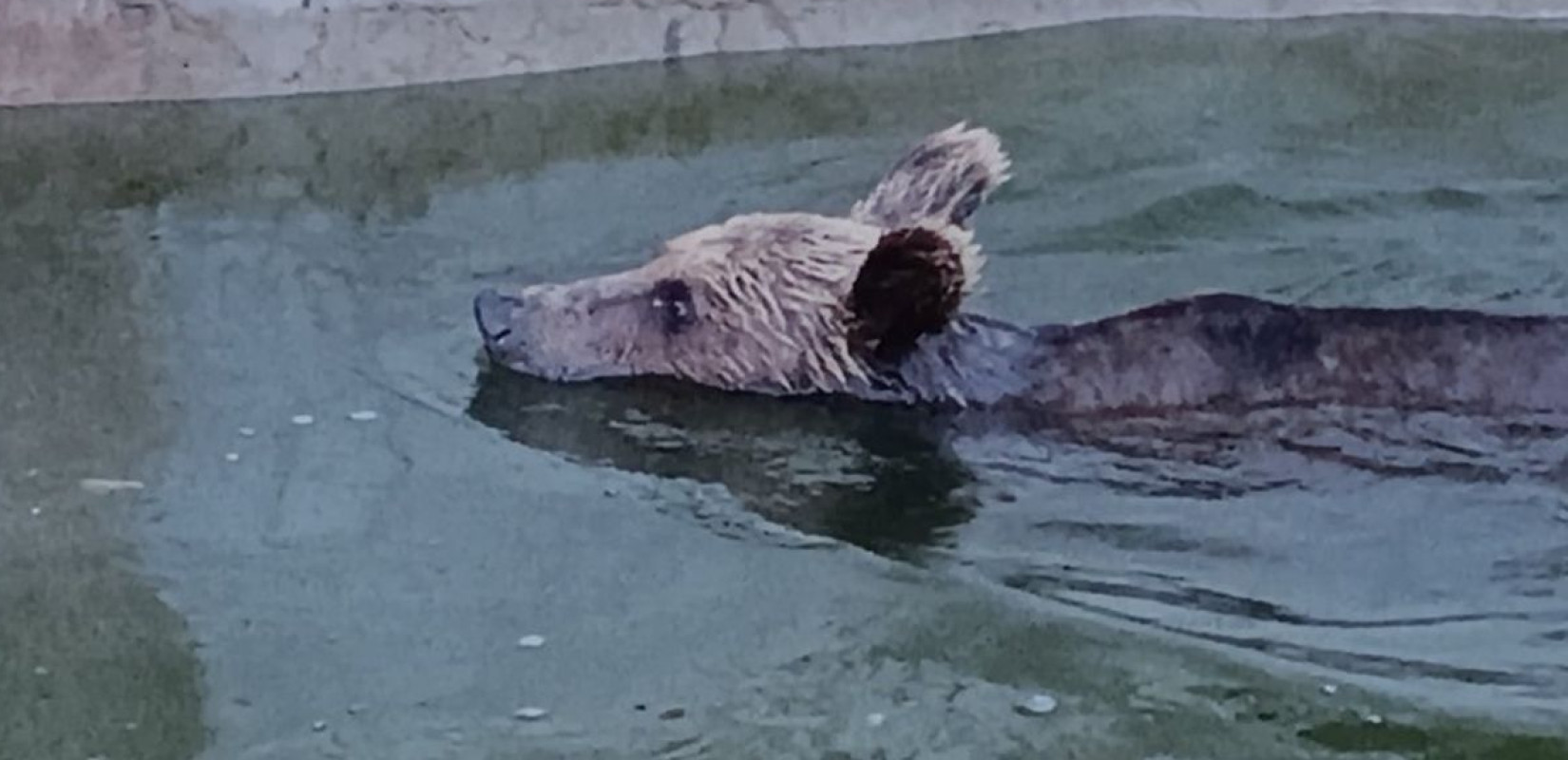 Ιωάννινα: Περιπέτεια για αρκούδα που εγκλωβίστηκε σε δεξαμενή - Την απελευθέρωσαν με αυτοσχέδια ράμπα (φωτ.)