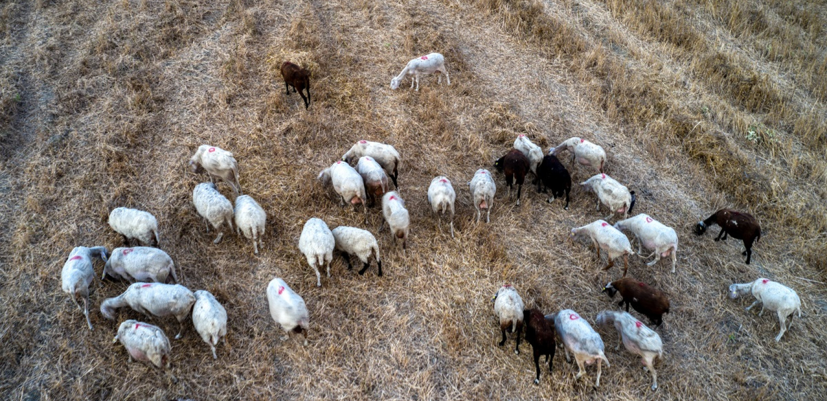 Περιφέρεια Θεσσαλίας: Πρόγραμμα για την ενίσχυση της βιοασφάλειας στις ζώνες προστασίας για την ευλογιά των αιγοπροβάτων