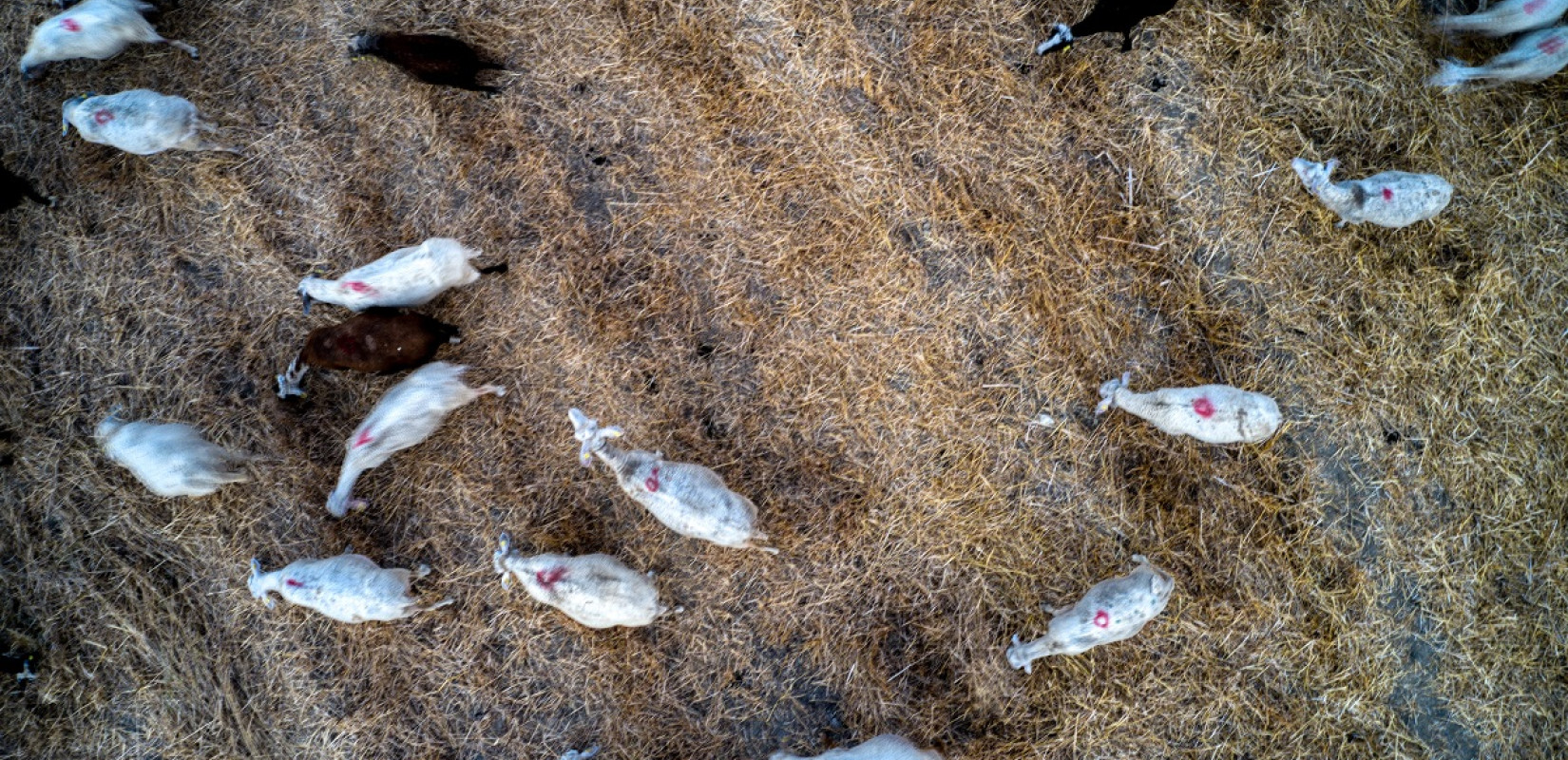 Ευλογιά αιγοπροβάτων: Η κυβέρνηση σκληραίνει τη στάση με τρία νέα μέτρα για τον περιορισμό της εξάπλωσης (βίντεο)