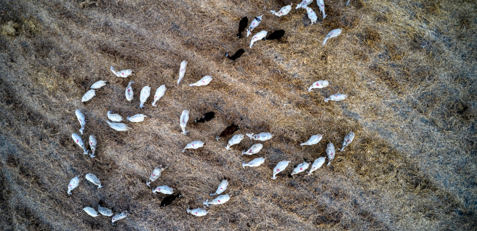 Θεσσαλονίκη: Επικίνδυνα τα παράνομα εμβόλια κατά της ευλογιάς