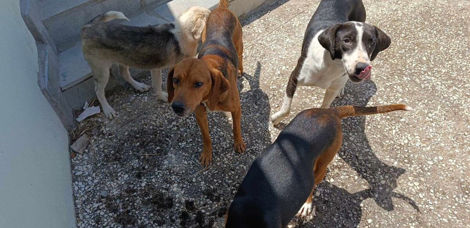 Θεσσαλονίκη: Συνελήφθη 54χρονη με ολόκληρη... «κιβωτό» στο σπίτι της - Είχε 120 σκυλιά, 70 γάτες και 10 κατσίκες
