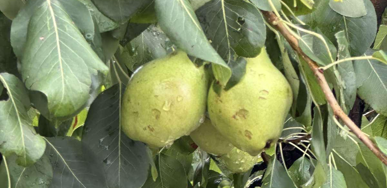 Σφοδρές χαλαζοπτώσεις πλήττουν τις καλλιέργειες - Λύγισαν οι παραγωγοί από τα «χτυπήματα» του καιρού