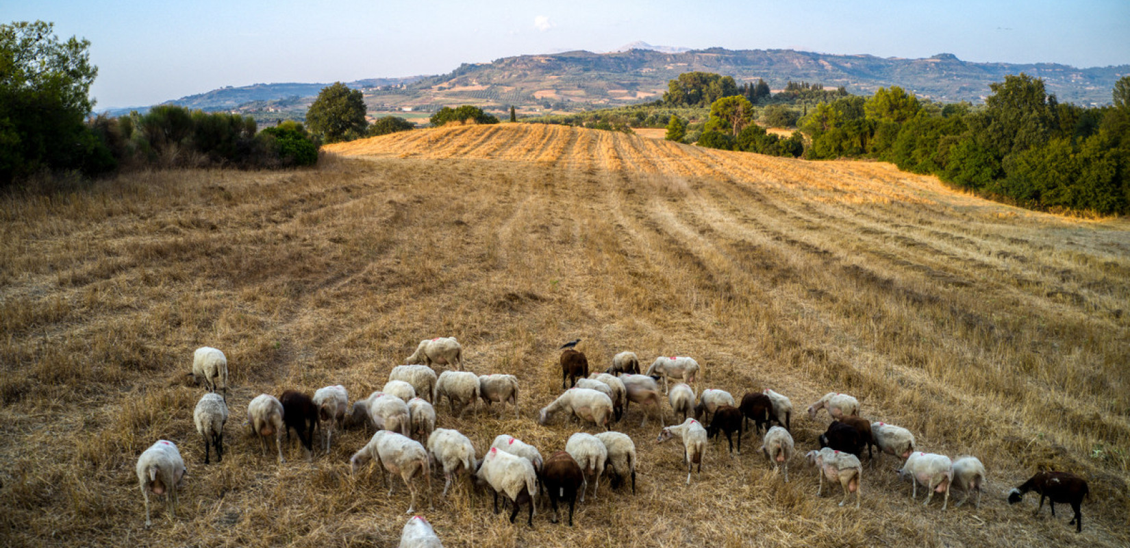 Οχτώ επιπλέον μέτρα για την διαχείριση της ευλογίας των αιγοπροβάτων ανακοινώνει το ΥΠΑΑΤ - Πάνω από 300.000 ζώα νεκρά