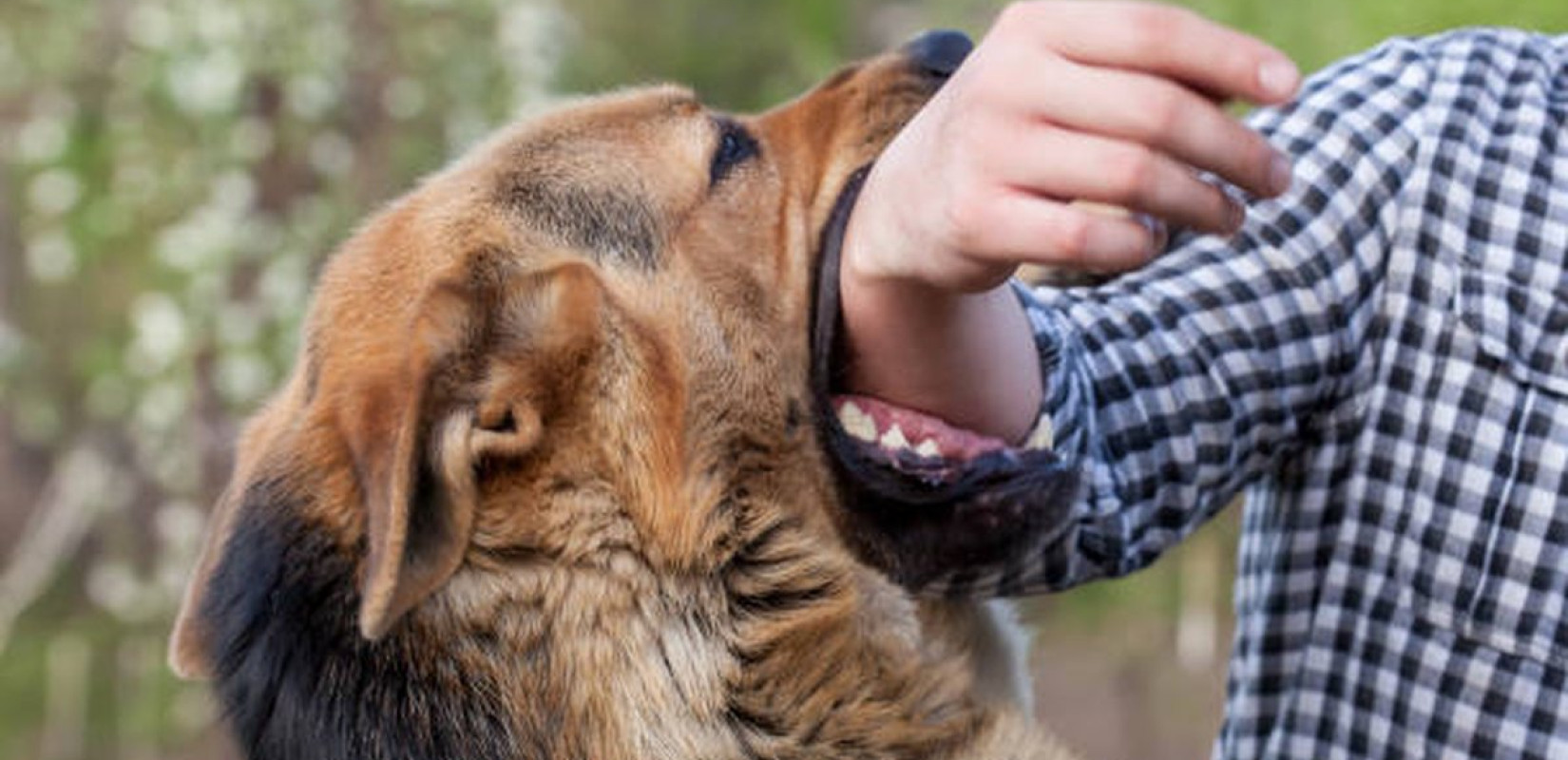 Βόλος: Σκύλος το έσκασε από σπίτι και επιτέθηκε σε 13χρονη