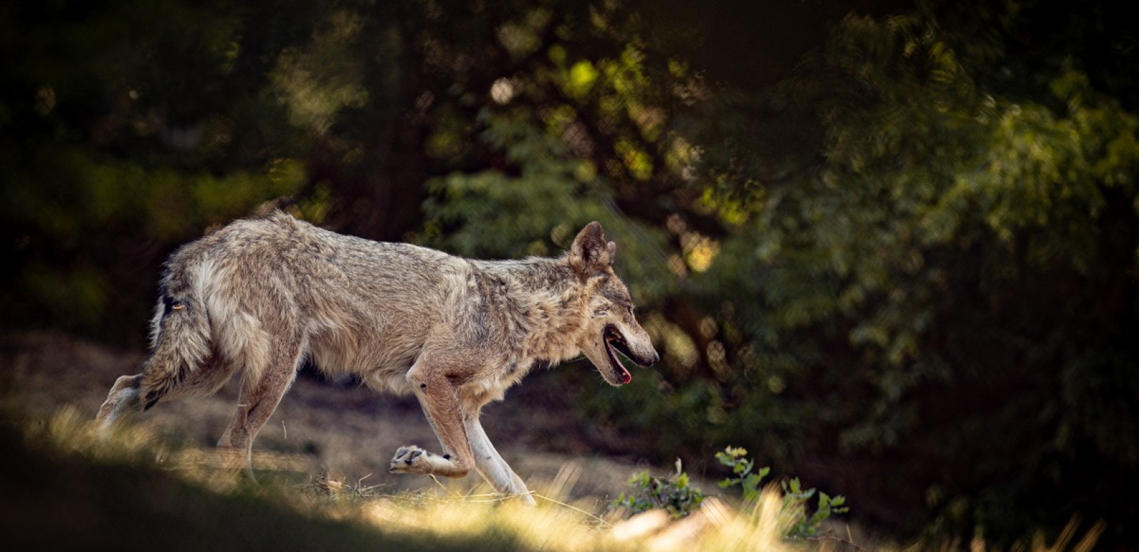 Χαλκιδική - Άφαντος ο «καταζητούμενος» λύκος: Κινητοποίηση φορέων για τη σύλληψη ή τη θανάτωση του