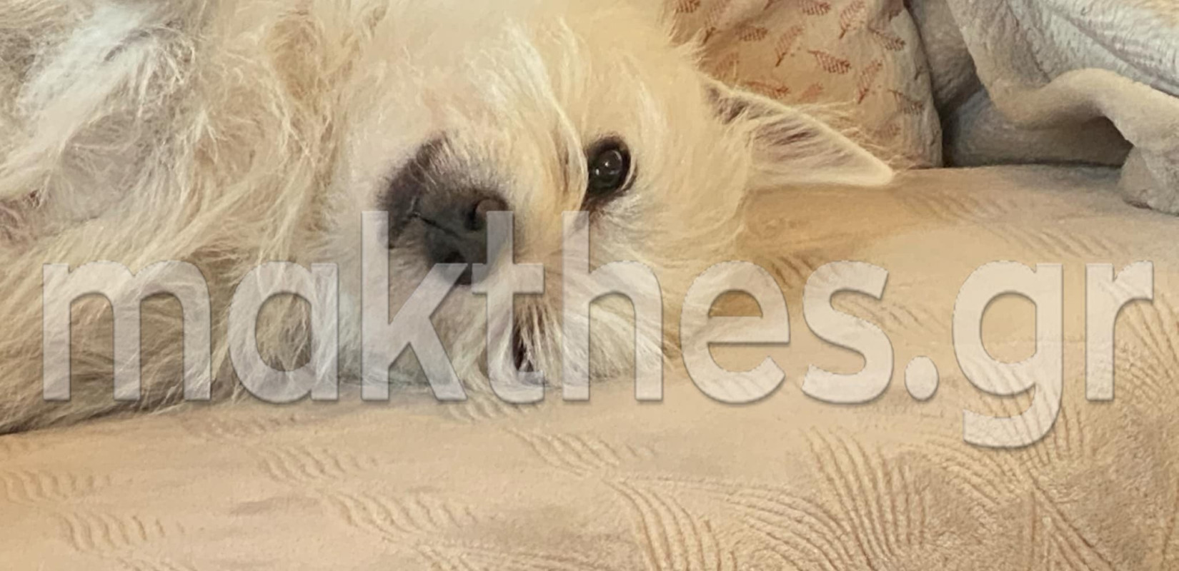 Θεσσαλονίκη: Αυτό είναι το σκυλί που δάγκωσε τα δύο ανήλικα στην Περαία - Πώς έγινε το περιστατικό (φωτ.)