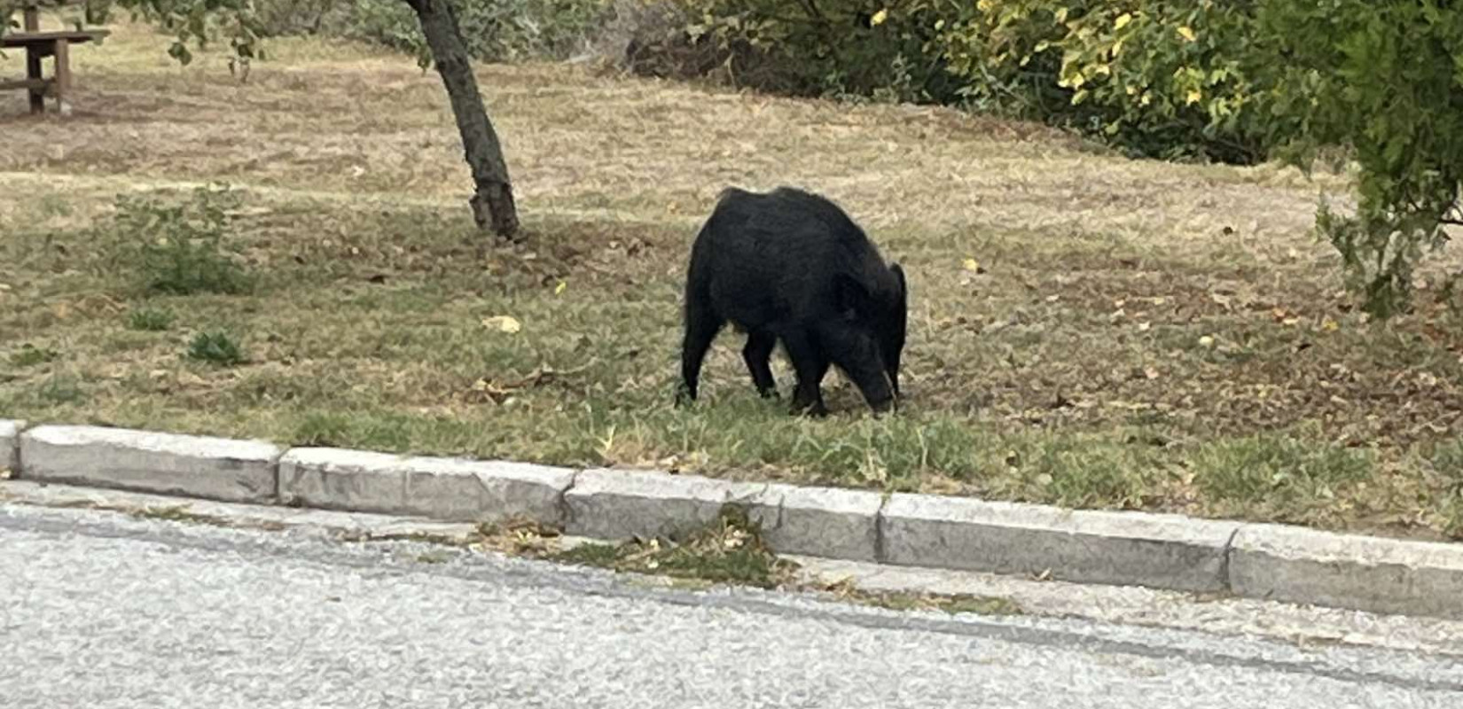 Απίστευτες σκηνές στον Εύοσμο: Αγριογούρουνο κυκλοφορούσε ανενόχλητο και αστυνομικοί το κυνηγούν για να το πιάσουν (βίντεο)