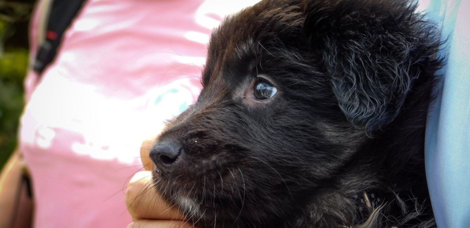 Χαλκιδική: Ο Δήμος Πολυγύρου κοντά στα αδέσποτα