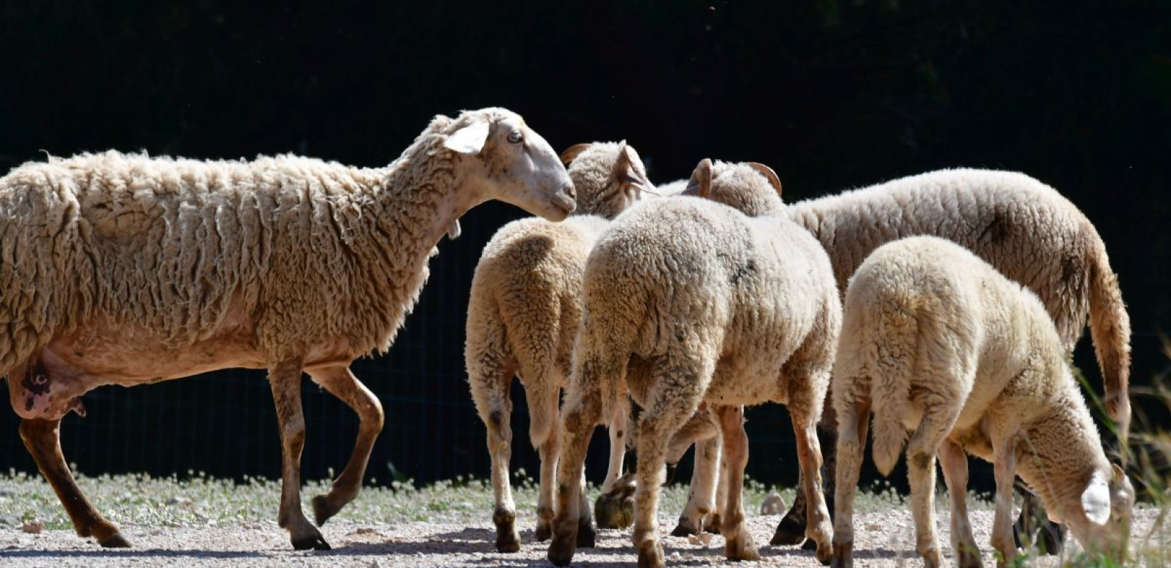 ΥΠΑΑΤ: Οδηγίες για τις μετακινήσεις αιγοπροβάτων ενόψει της εορταστικής περιόδου