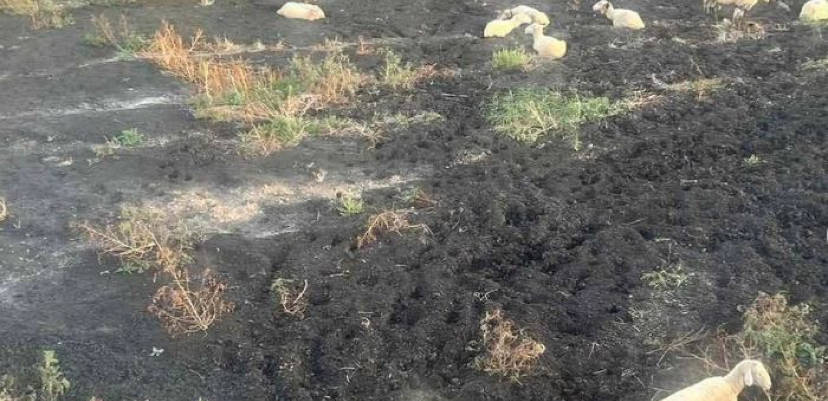 «Καμπανάκι» κινδύνου για την ευλογιά: Lockdown εάν δεν αποδώσουν τα μέτρα