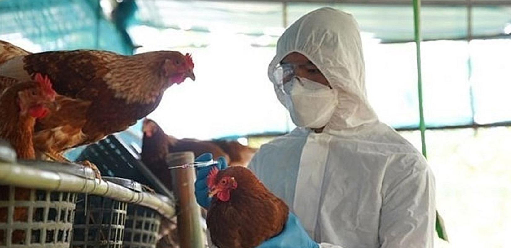 Θεσσαλονίκη: Ενημέρωση για τη γρίπη των πτηνών από τη Διεύθυνση Κτηνιατρικής της Περιφέρειας Κ. Μακεδονίας