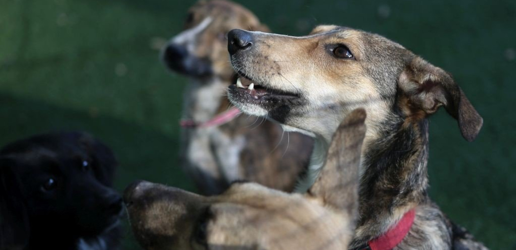 Βρετανία: 250 σκυλιά βρέθηκαν σε ένα μόνο σπίτι – Η φωτογραφία που «μπέρδεψε» το διαδίκτυο