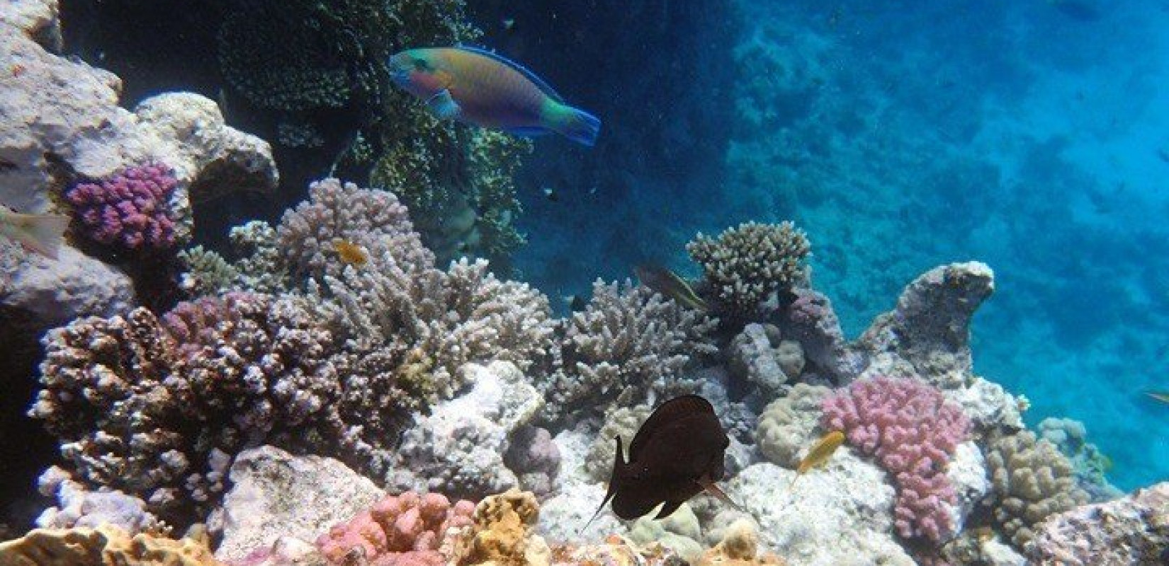 Εντοπίστηκε ο πρώτος κοραλλιογενής ύφαλος στη Μεσόγειο